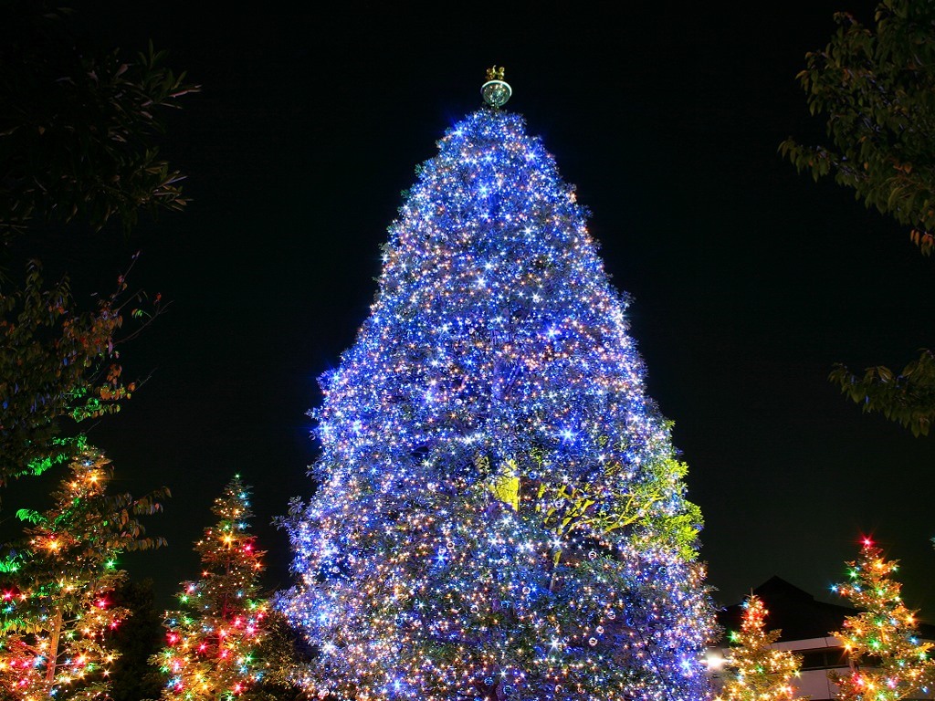 19 Days Until Christmas – Beautiful Christmas Trees »christmastree 